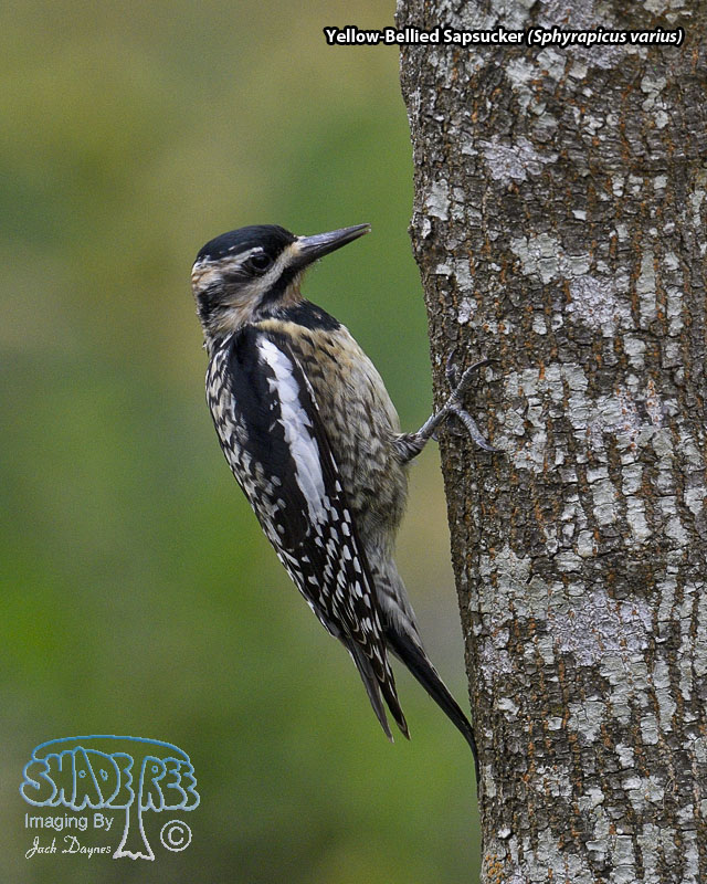 Yellow-Bellied Sapsucker - Sphyrapicus varius