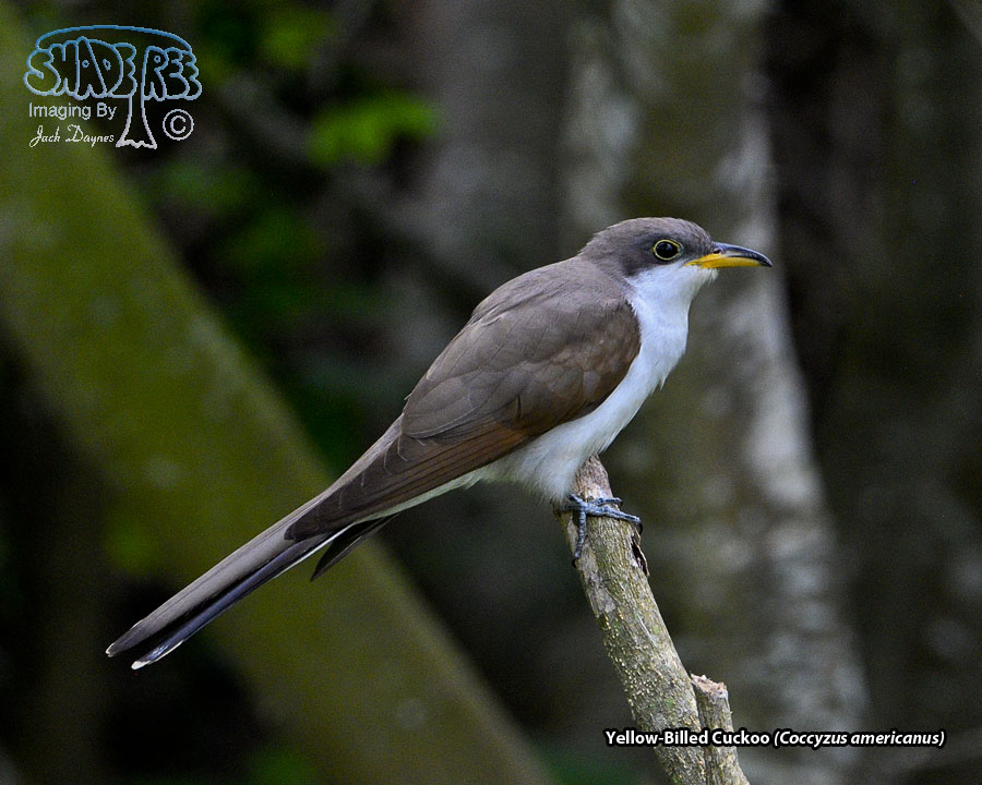 Yellow-Billed Cuckoo - Coccyzus americanus