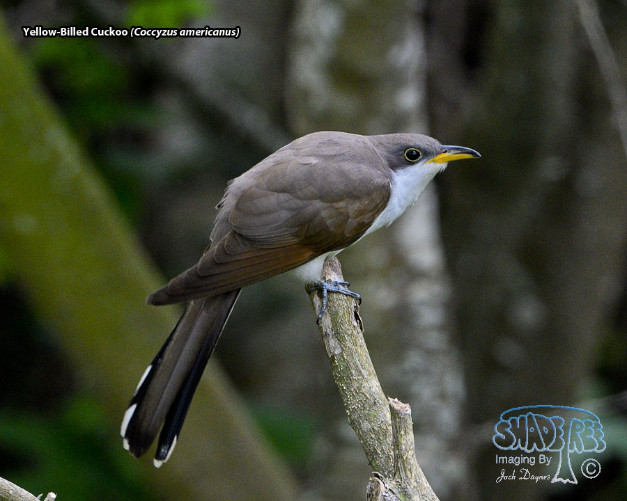 Yellow-Billed Cuckoo - Coccyzus americanus