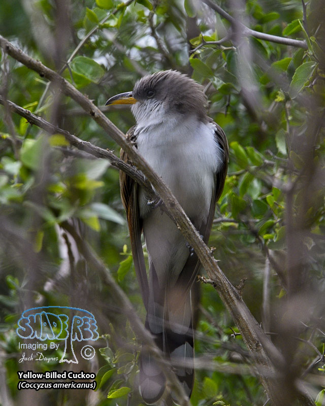 Yellow-Billed Cuckoo - Coccyzus americanus