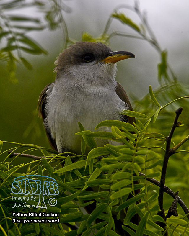 Yellow-Billed Cuckoo - Coccyzus americanus
