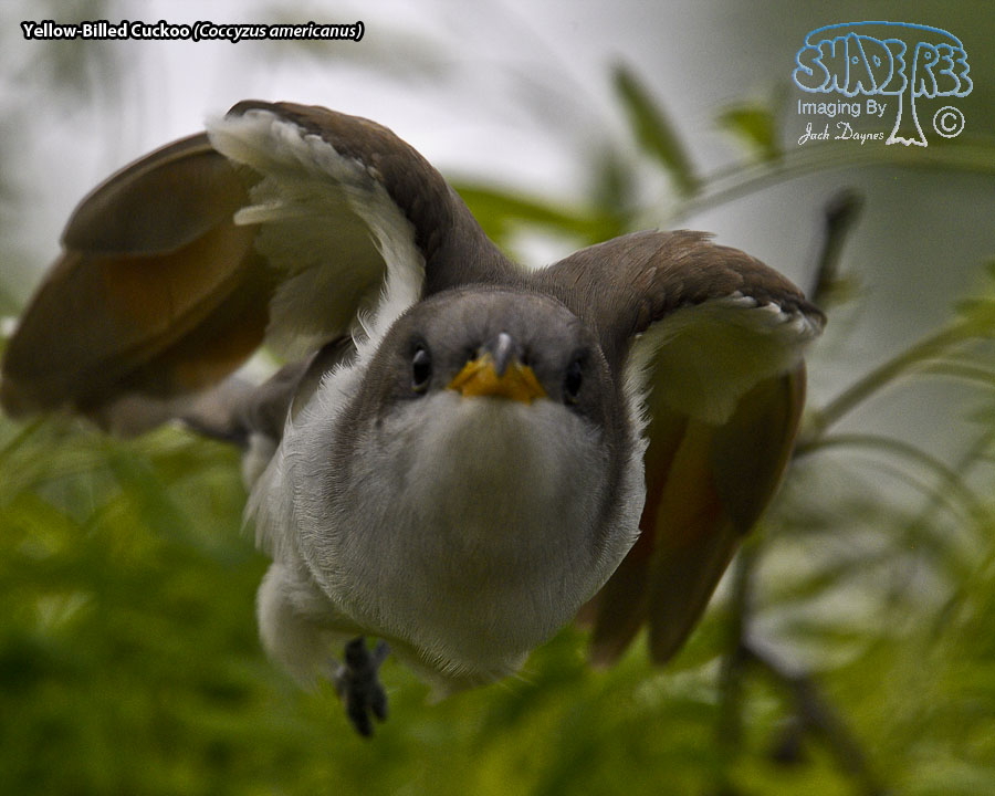 Yellow-Billed Cuckoo - Coccyzus americanus