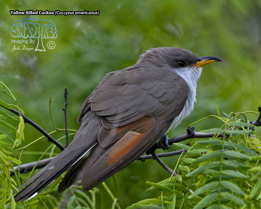 Yellow-Billed Cuckoo - Coccyzus americanus