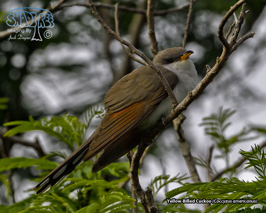 Yellow-Billed Cuckoo - Coccyzus americanus