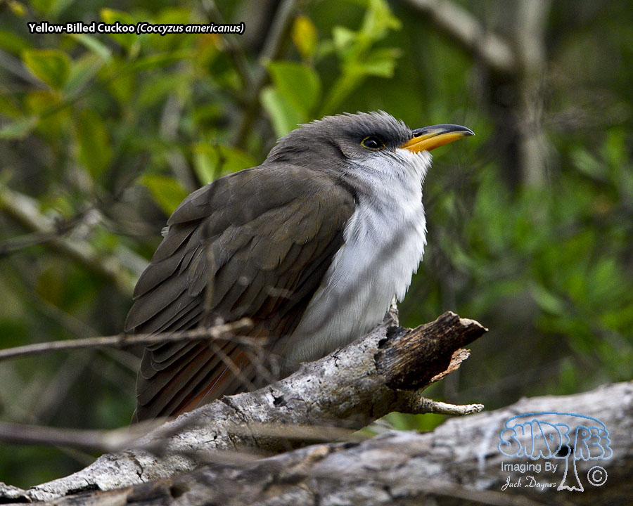 Yellow-Billed Cuckoo - Coccyzus americanus