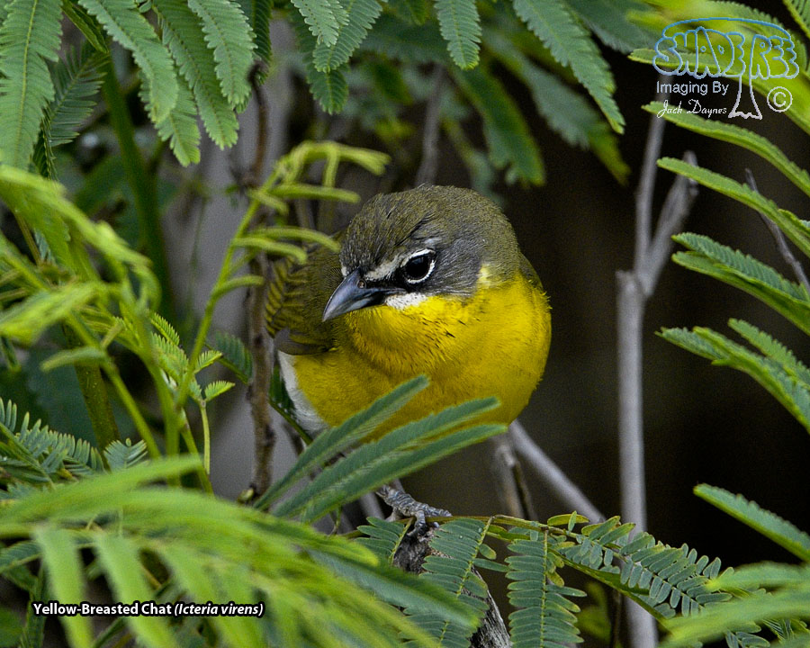 Yellow-Breasted Chat - Icteria virens
