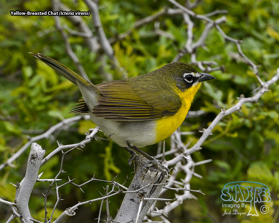 Yellow-Breasted Chat - Icteria virens