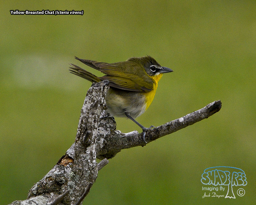 Yellow-Breasted Chat - Icteria virens