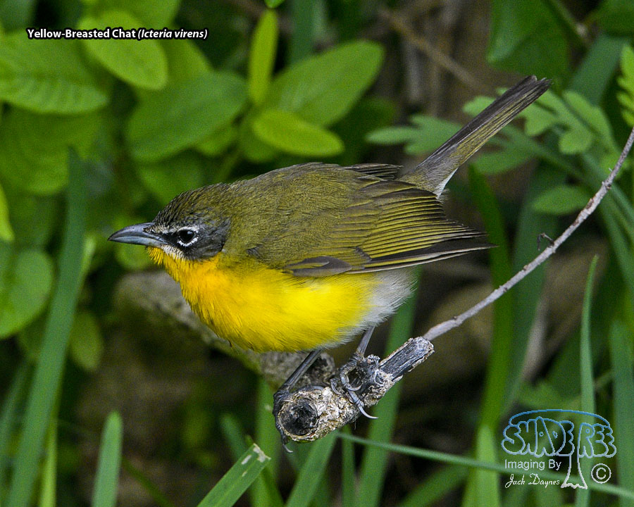 Yellow-Breasted Chat - Icteria virens