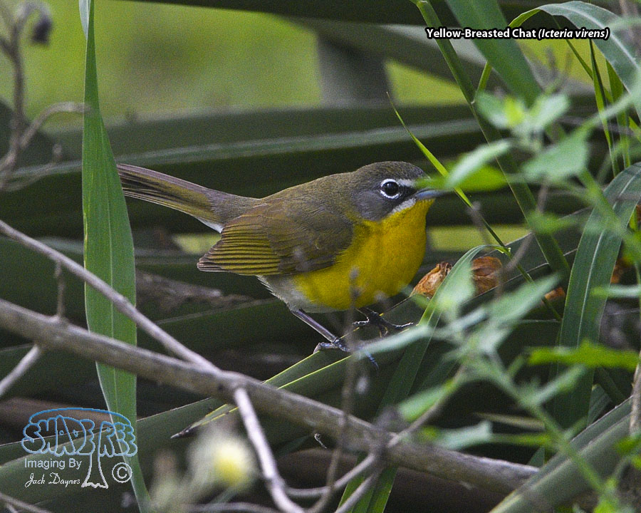 Yellow-Breasted Chat - Icteria virens