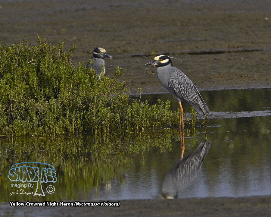 Yellow-Crowned Night-Heron - Nyctanassa violacea
