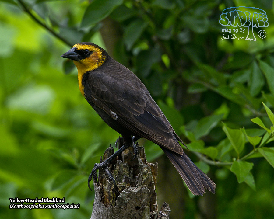 Yellow-Headed Blackbird - Xanthocephalus xanthocephalus