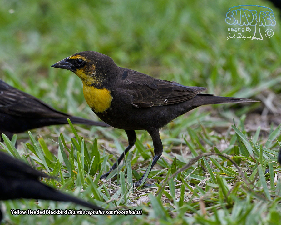 Yellow-Headed Blackbird - Xanthocephalus xanthocephalus