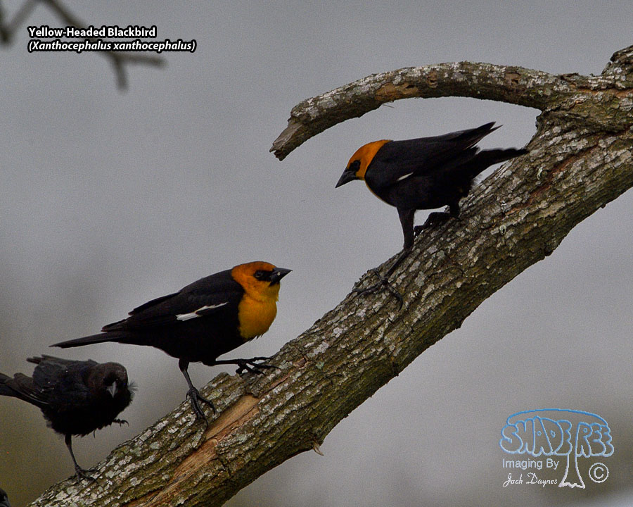 Yellow-Headed Blackbird - Xanthocephalus xanthocephalus