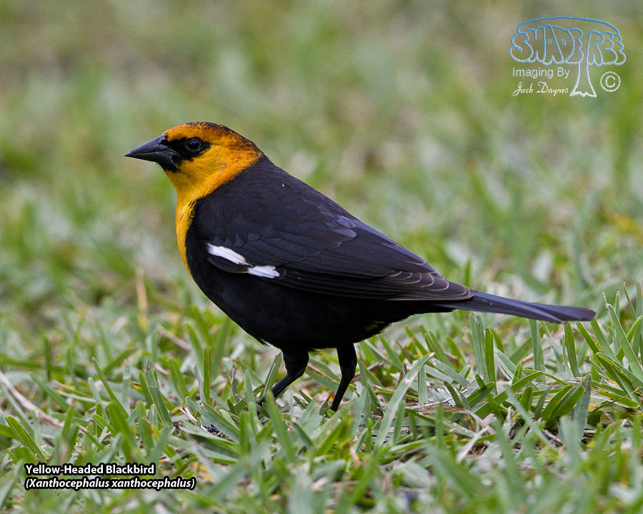Yellow-Headed Blackbird - Xanthocephalus xanthocephalus