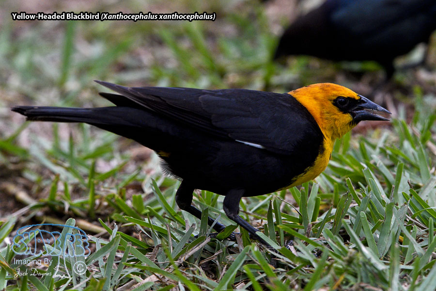 Yellow-Headed Blackbird - Xanthocephalus xanthocephalus