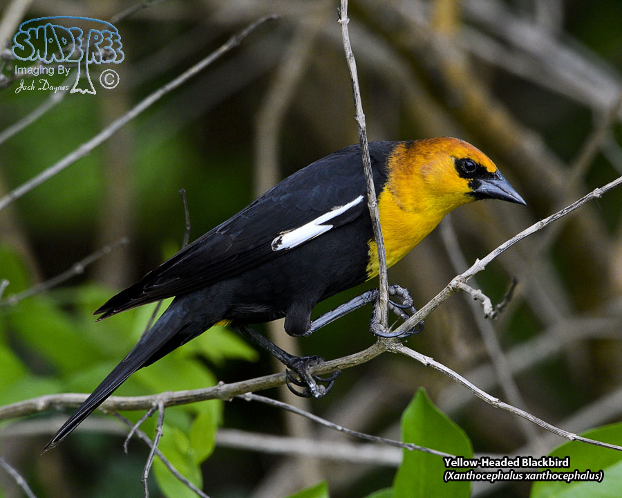 Yellow-Headed Blackbird - Xanthocephalus xanthocephalus