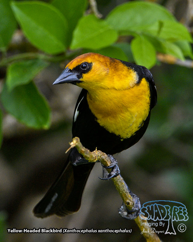 Yellow-Headed Blackbird - Xanthocephalus xanthocephalus