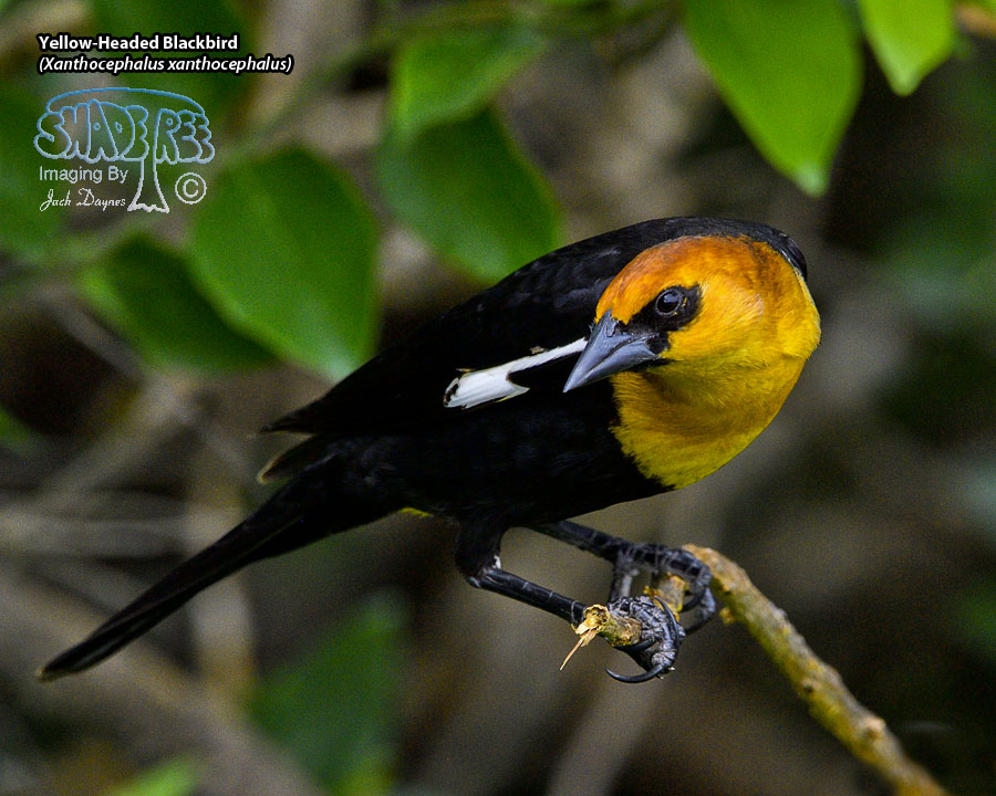 Yellow-Headed Blackbird - Xanthocephalus xanthocephalus