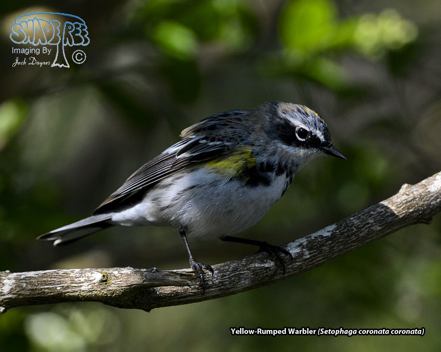 Yellow-Rumped Warbler - Setophaga coronata coronata