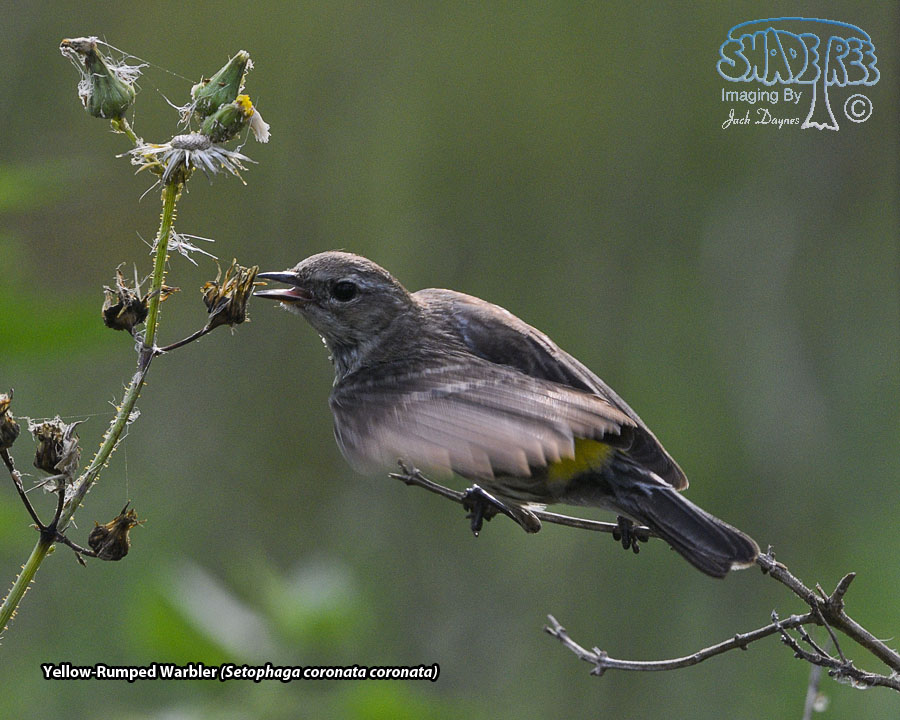 Yellow-Rumped Warbler - Setophaga coronata coronata