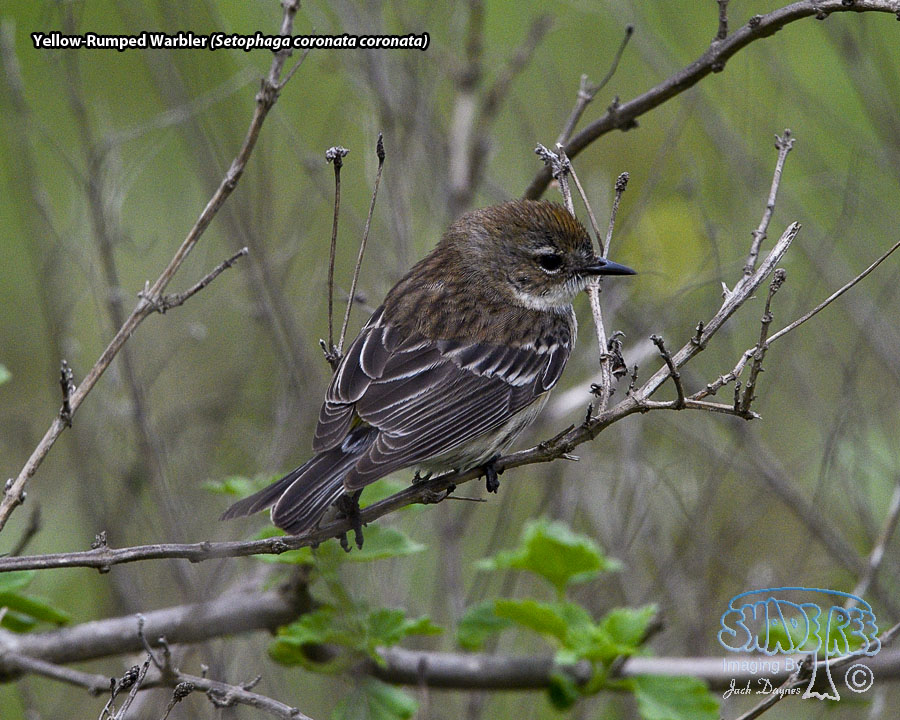 Yellow-Rumped Warbler - Setophaga coronata coronata