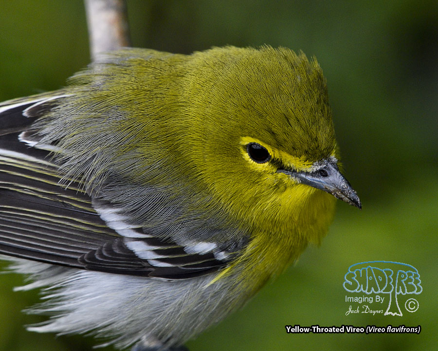 Yellow-Throated Vireo - Vireo flavifrons