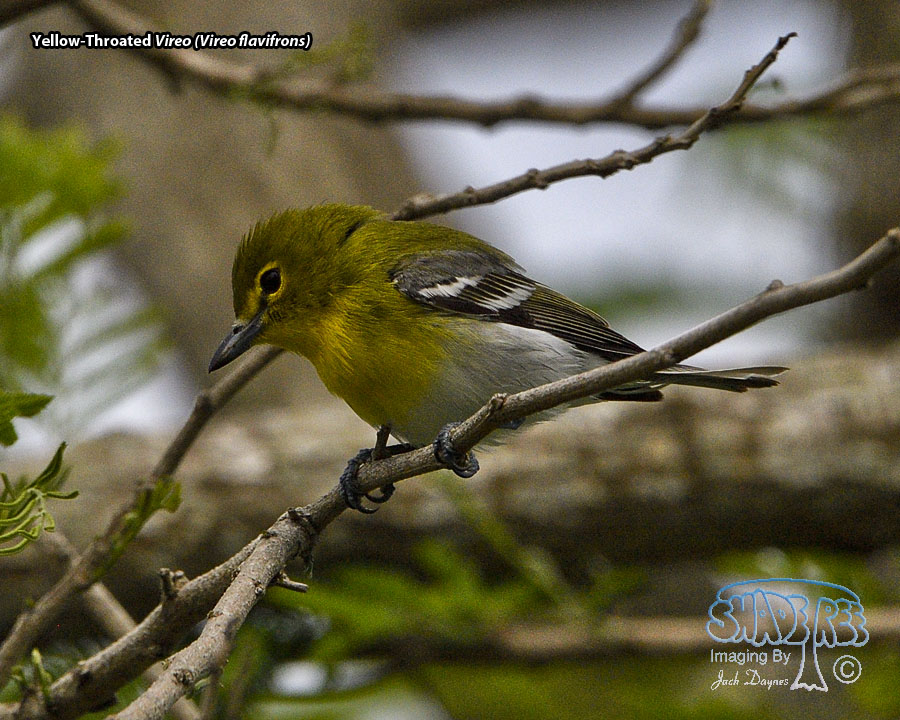 Yellow-Throated Vireo - Vireo flavifrons
