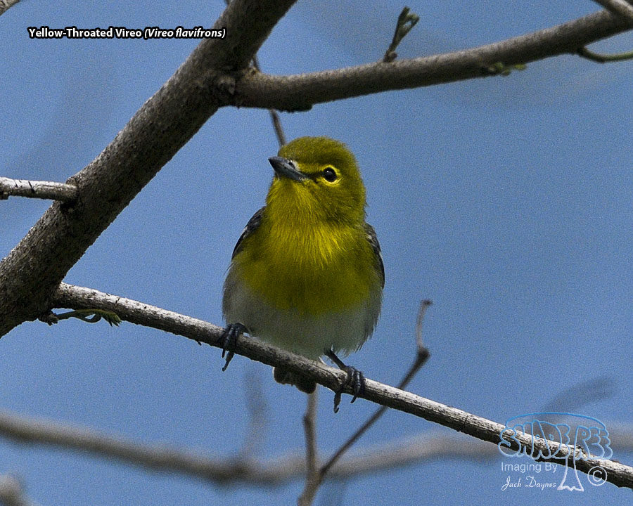 Yellow-Throated Vireo - Vireo flavifrons