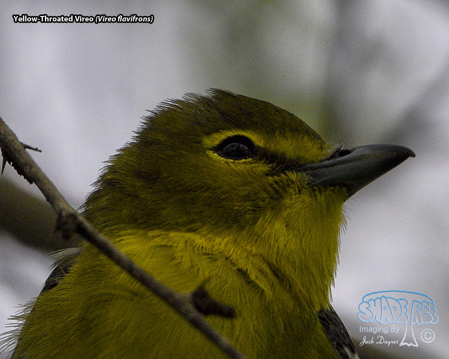 Yellow-Throated Vireo - Vireo flavifrons