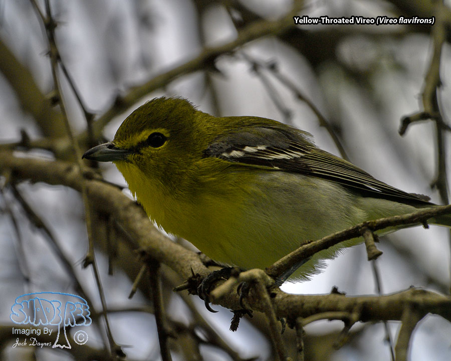 Yellow-Throated Vireo - Vireo flavifrons