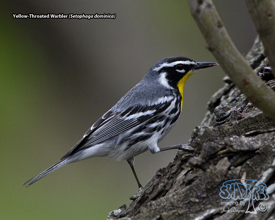 Yellow-Throated Warbler - Setophaga dominica