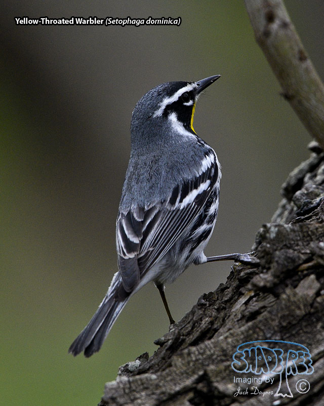 Yellow-Throated Warbler - Setophaga dominica
