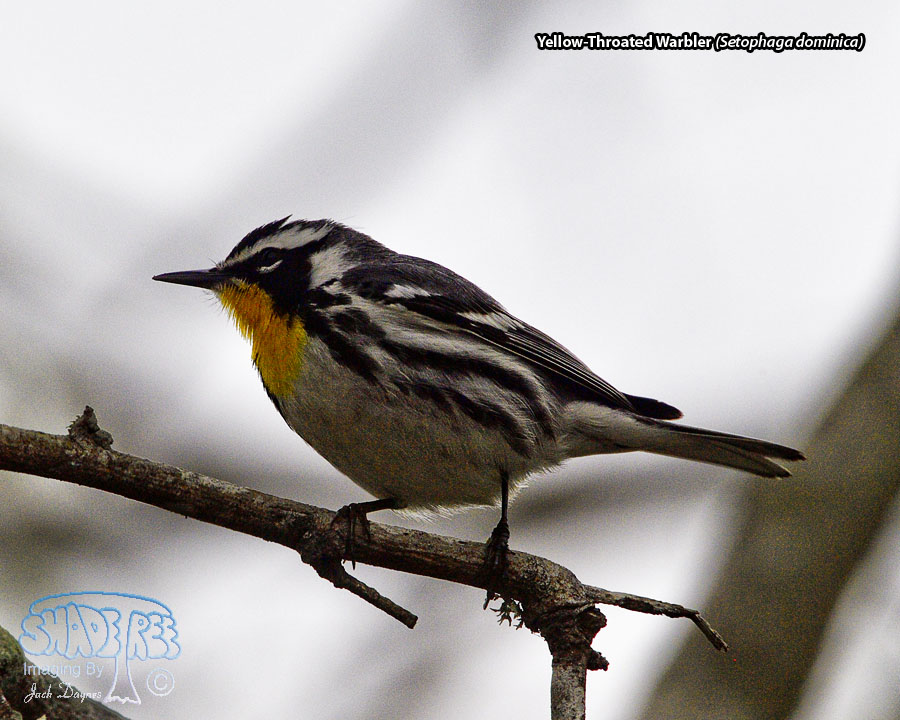Yellow-Throated Warbler - Setophaga dominica
