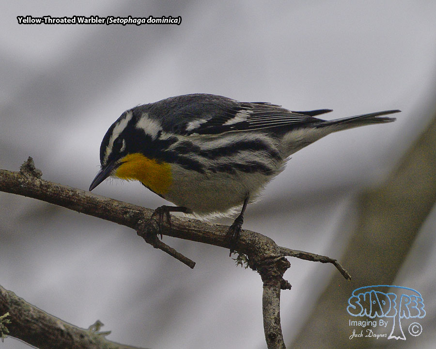 Yellow-Throated Warbler - Setophaga dominica