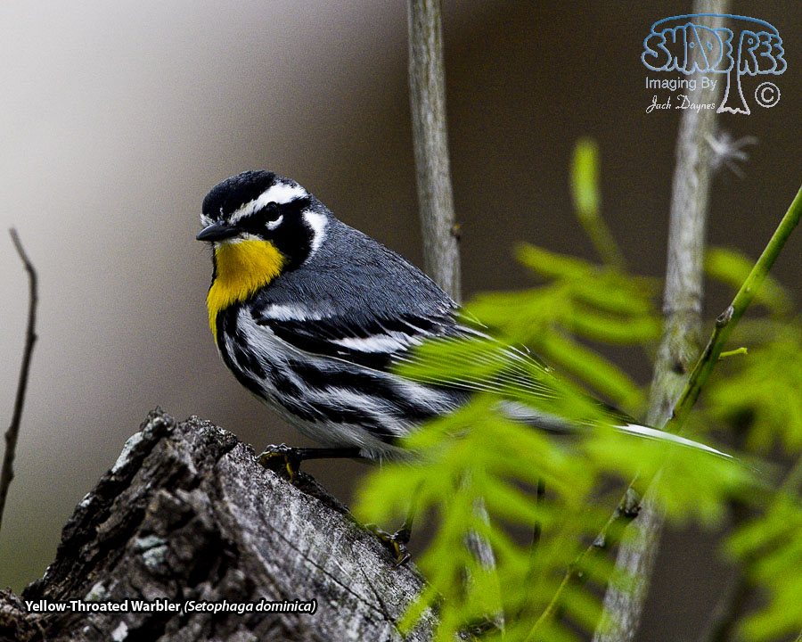 Yellow-Throated Warbler - Setophaga dominica