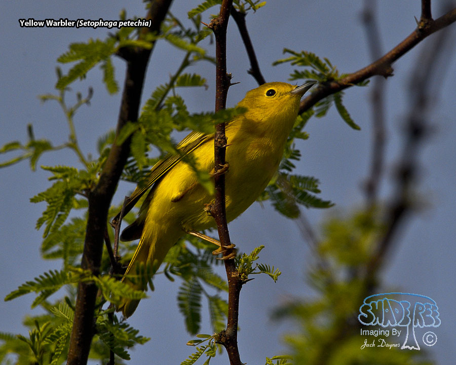Yellow Warbler - Setophaga petechia