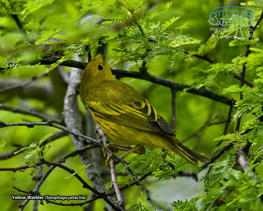Yellow Warbler - Setophaga petechia