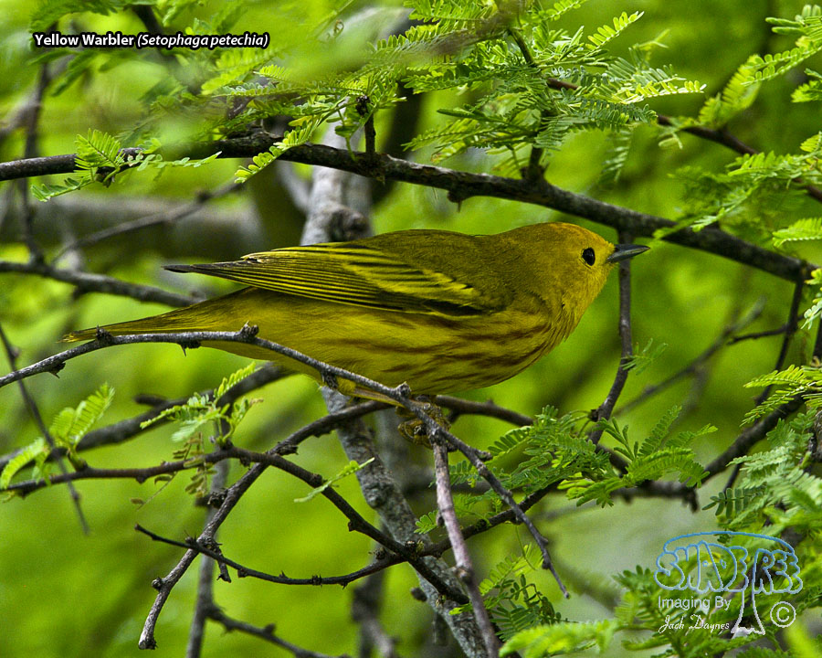 Yellow Warbler - Setophaga petechia