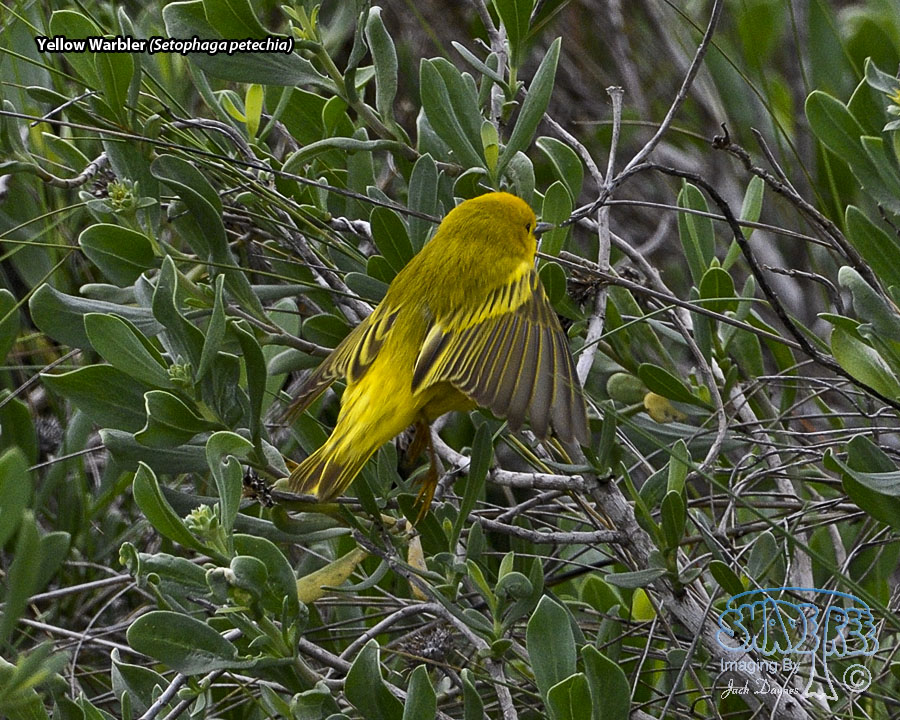 Yellow Warbler - Setophaga petechia