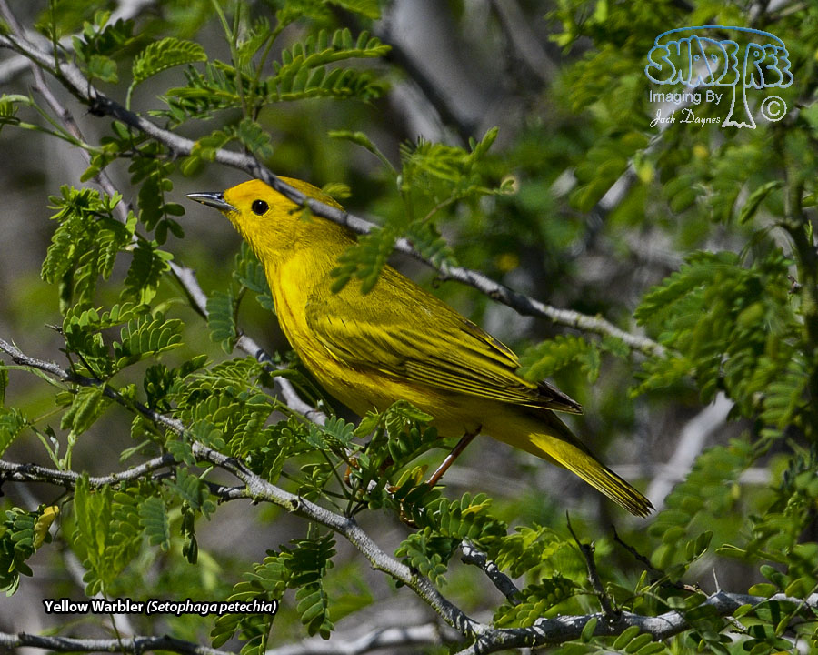 Yellow Warbler - Setophaga petechia