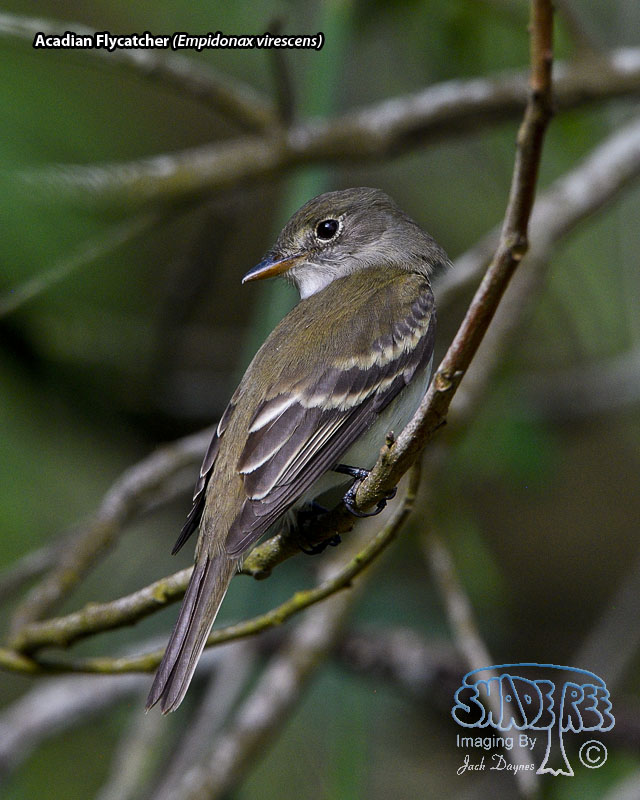 Acadian Flycatcher - Empidonax virescens