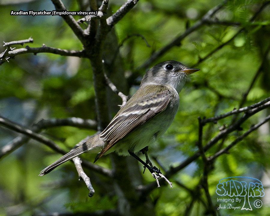 Acadian Flycatcher - Empidonax virescens