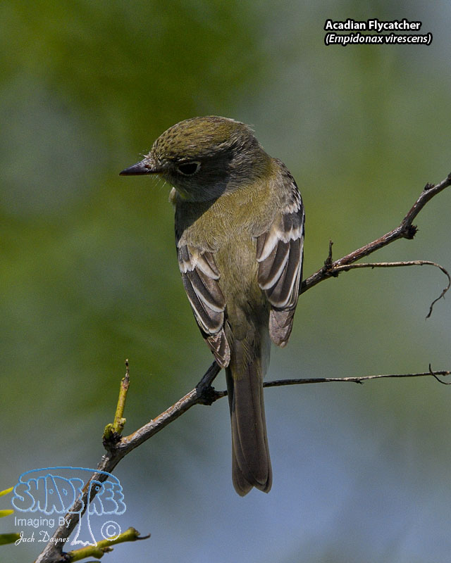 Acadian Flycatcher - Empidonax virescens