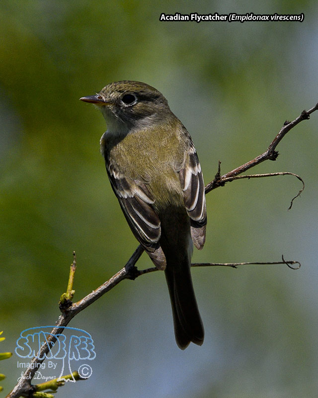 Acadian Flycatcher - Empidonax virescens