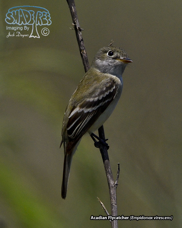 Acadian Flycatcher - Empidonax virescens