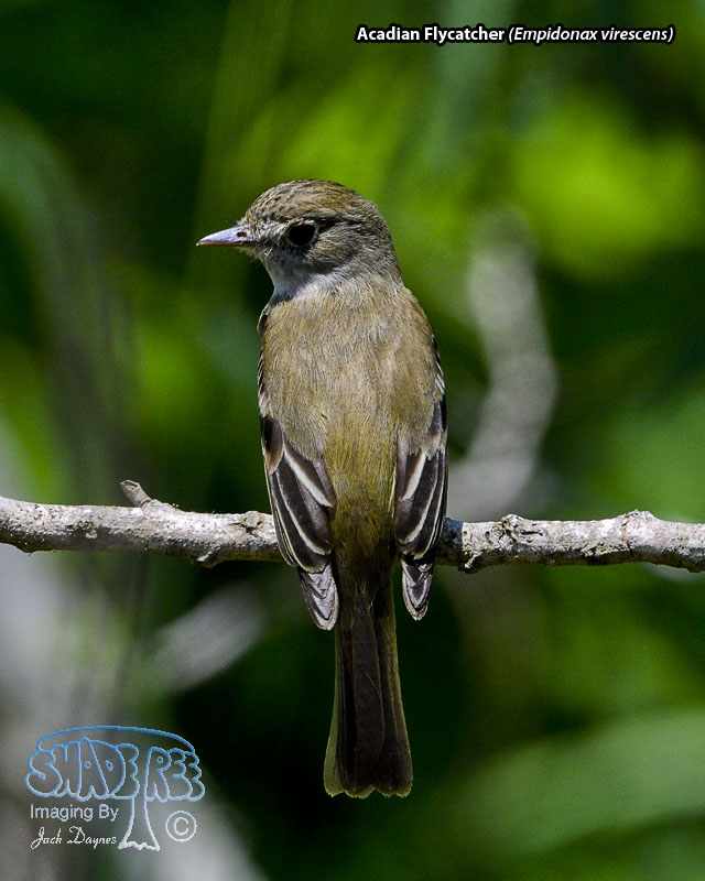 Acadian Flycatcher - Empidonax virescens