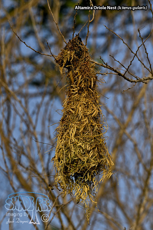 Altamira Oriole - Icterus gularis