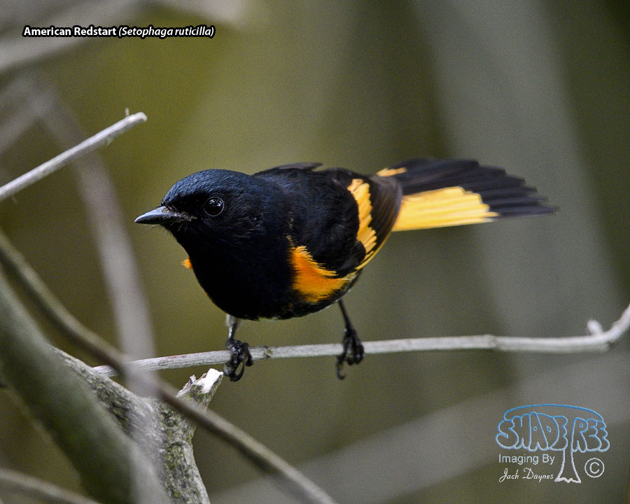 American Redstart - Setophaga ruticilla