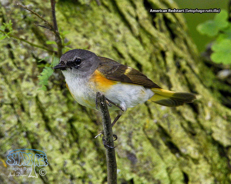American Redstart - Setophaga ruticilla
